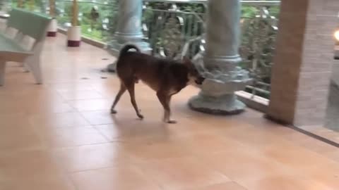 funny animal video, funny dog, #viral #animal #dog #viral animal hilarious dog video