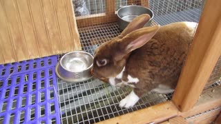 Transferring Clove's First Litter to the Tractor