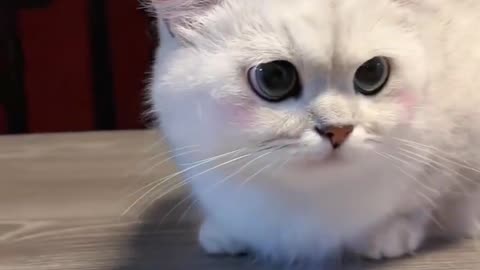 Cute Cat 🐈