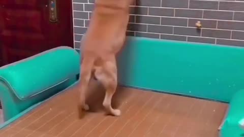 Dog video