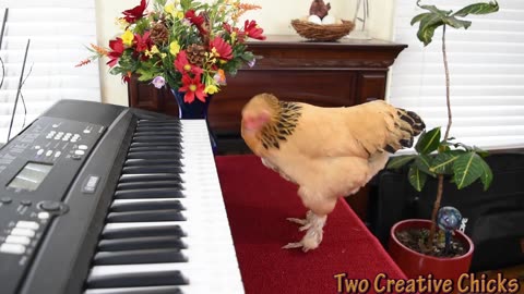 Artistic c chicken playing piano