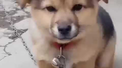 Cute 🥰 Dog Adorable Dog Melts Hearts with Playful Smile and Wagging Tail"🐕