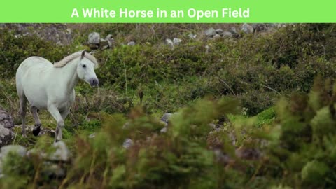 A White Horse in an Open Field poems
