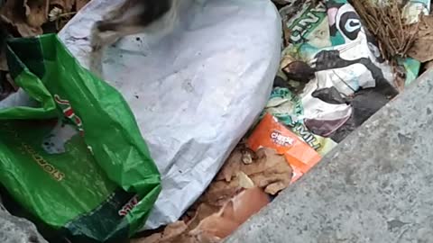 Cat Rescued From a Bag