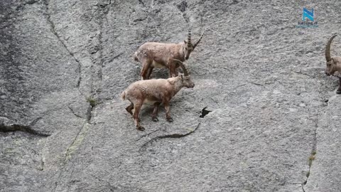 Mountain Climbing/ Wall Climbing Goats ~ The Ibex