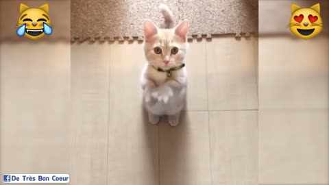 Little cat dancing is really too funny