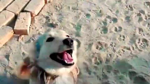 Smartest dog in the world_ You won_t believe what my pup can do shorts(720P_HD)