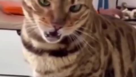 Funniest:cat_you_ever_see🤣🤣🤣😭😭mew #funnyanimalvideo #animalviral