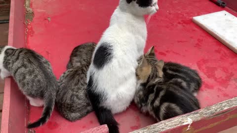 Five kittens who can't get enough of drinking milk drove the mother cat crazy