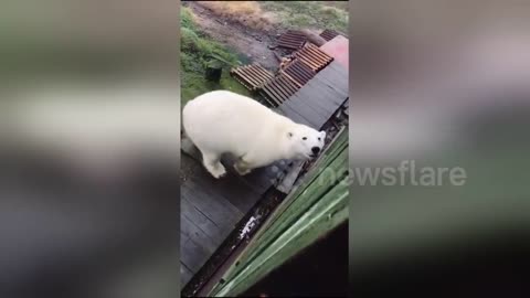 Station worker's surprise close encounter with huge polar bear on Arctic island