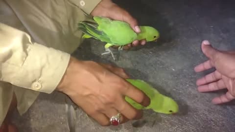 How To Trim Ring Neck Parrot chicks wings some easy tips in Urdu Hindi_p14