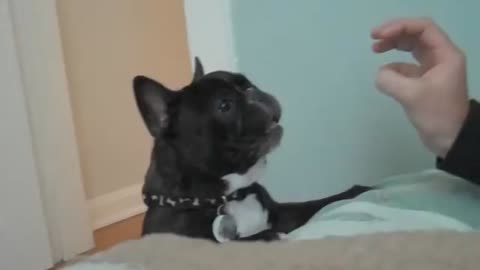 Super Cute French Bulldog Barking