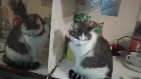 Cara the Cat speaks to herself in the Mirror