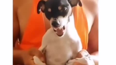 Funny dog clip: bodybuilder dog😁🤣