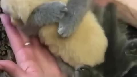 Cute Kitten Hugs Puppy