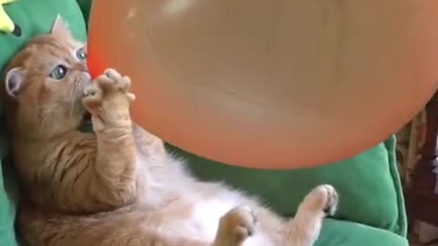 Funny video "Balloon Bonanza: Hilarious Cat Comedy in 'Funny Cat Blowing Up Balloon'"