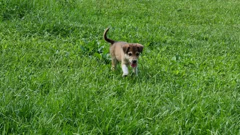 Ripple in the grass