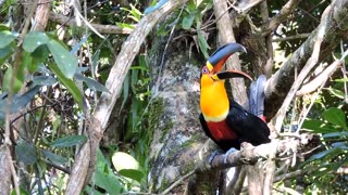 black-billed toucan (Ramphastos vitellinus)