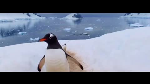 The penguins came waddling slowly in formation