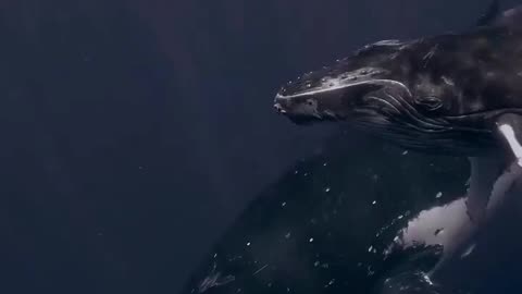The incredible humpback whale #shorts #humpback whale