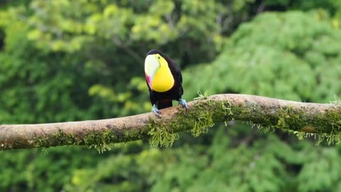 Toucans are fascinating birds with several unique behaviors: