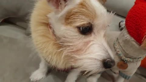 Jack Russell adorably shows offhis new winter hat