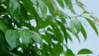 RAIN SOUNDS: Listen, Relax & Sleep Tight To The Sound Of The Rain Part5