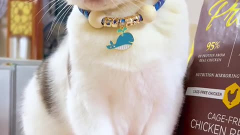 So handsome cat