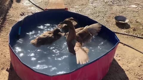 Ducks bathing in their pool