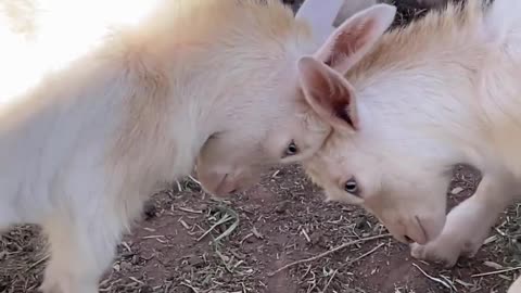 Adorable Baby Goats' Head-Butting Battle! 🐐💥