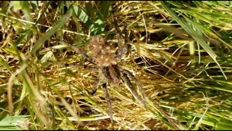 Mother Wolf Spider Carries Thousands Of Babies On Her back