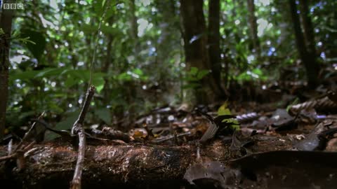 Army Ants Rampage Through The Forest | The Hunt | BBC Earth