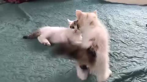 Cute kittens making fun
