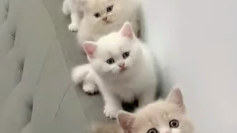 Cute animal videos # Play with cute kittens