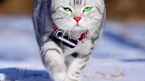 Beautiful Blue-Eyed Cat Running