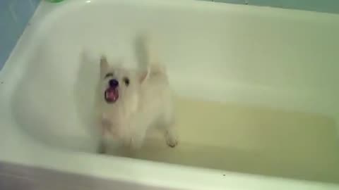 My Westie Puppy In the Bath