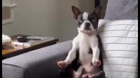 The Ultimate Compilation of Adorable Animal Moments😻🐶🐰
