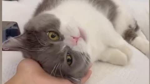 Adorable cat Videos | cute animals videos | BTS |