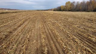 Planting rye