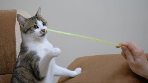 a pet owner playing with a cute cat with a straw