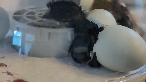 2nd chick hatching