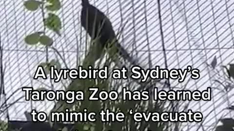 Alyrebird at Sydney's Taronga Zoo has learned to mimic the 'evacuate now' siren less than twos