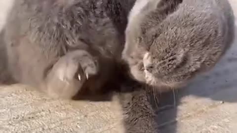 "Funny Cat and Dog Playing Together - Hilarious Moments Caught on Camera! #funnyanimals
