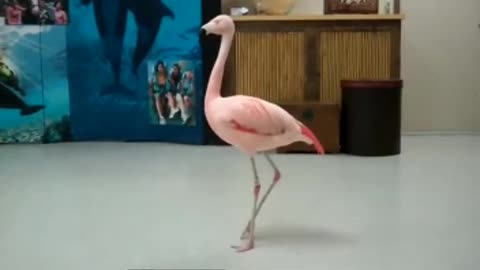 Funny Flamingo dance