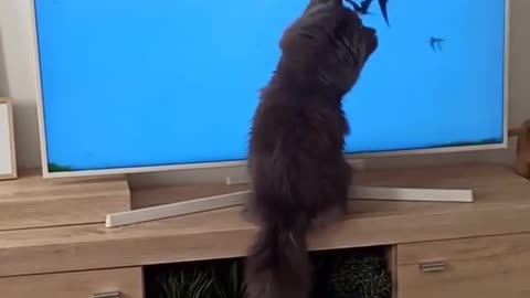 Surprised cat 'catches' birds on the television