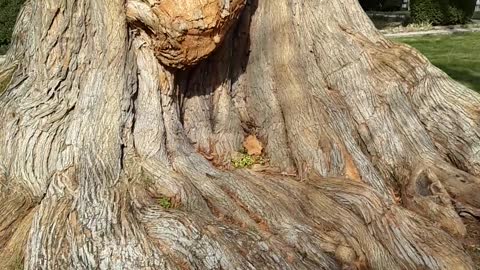 The oldest Osage Orange (Hedge Apple) tree I have ever seen.