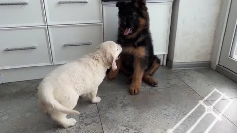 Funny German Shepherd Puppy and Cute Golden Retriever Puppy Playing