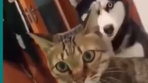 perrito y gatito jugando