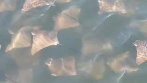 Here's a group of baby stingrays peacefully swimming together as a family.