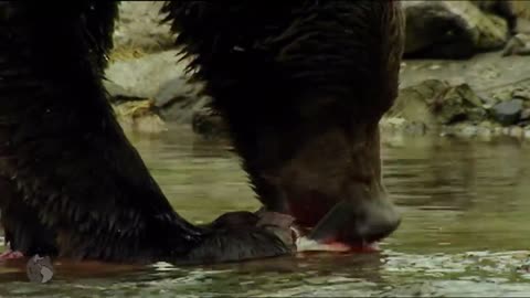 bear catching fish 😲 wild animals